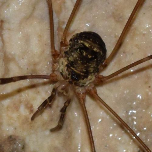 Amilenus aurantiacus